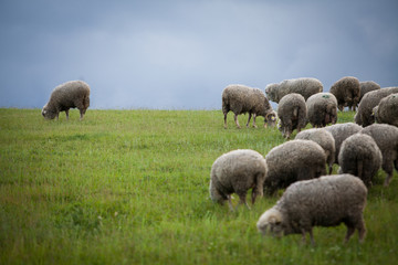 Sheep on a hill