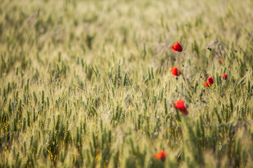 Fototapeta premium Wheat field in summer