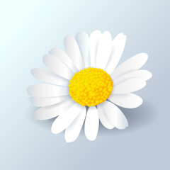 Vector illustration of a daisy