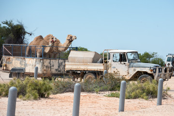 Camels on a truck at shark bay australia