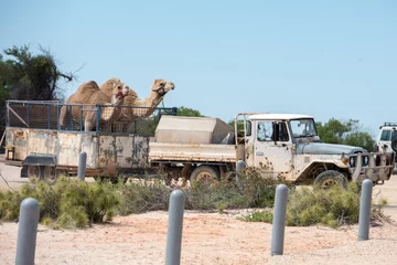 Crédence de cuisine en verre imprimé Chameau Camels on a truck at shark bay australia