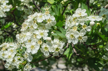 Blooming hawthorn
