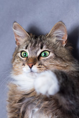 portrait of a beautiful cat on a graybackground