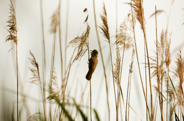 Great reed warbler ( Acrocephalus arundinaceus) sitting on reed