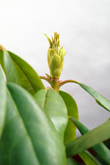 Dying buds on the rhododendron