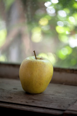 Golden apple by the window
