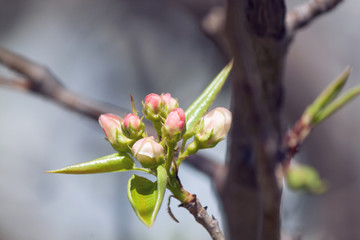 Branch apple tree with spring buds