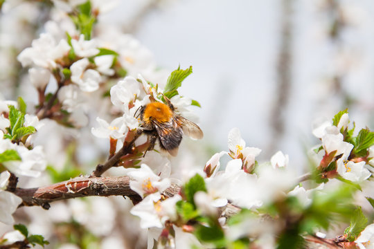 bumblebee collects pollen from flowering apple tree