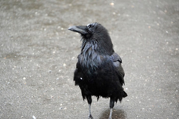 The Raven