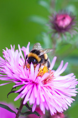 bumblebee collecting pollen on a flower