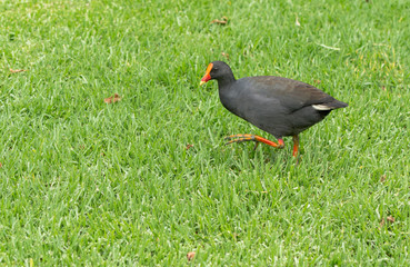 Black bird syndey park