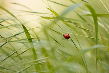 Ladybug sitting on green grass