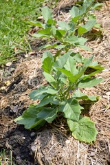 eggplant tree in nature garden
