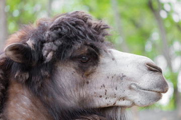 Obraz premium portrait of camel closeup