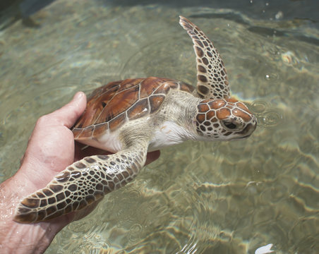 Cropped image of hand holding turtle over sea