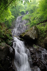 新緑の白猪の滝