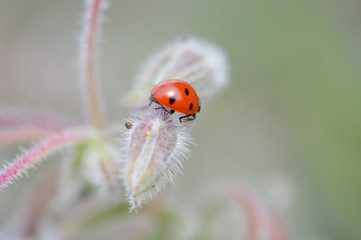 coccinelle © Seabird75
