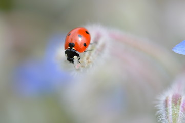 coccinelle