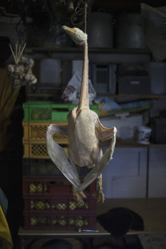 Dead goose hanging in butcher's shop
