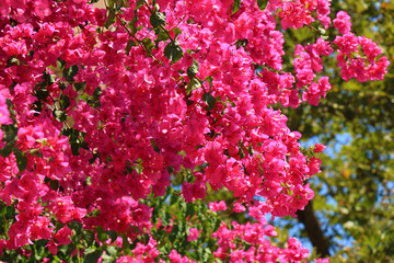 Pink Bougainvillea flower, creeper plant with green leaves