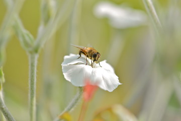 Insecte posé sur une fleur blanche