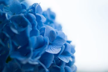Cercles muraux Hortensia Hortensia bleu