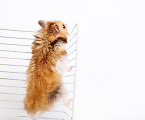 Hamster climbs up the cage