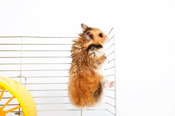 Hamster climbs up the cage