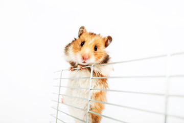 Hamster climbs up the cage