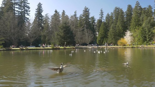 Lake with ducks and geeses n the park