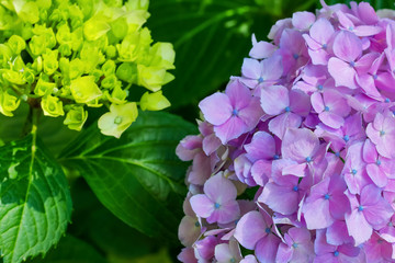 アジサイ　hydrangea