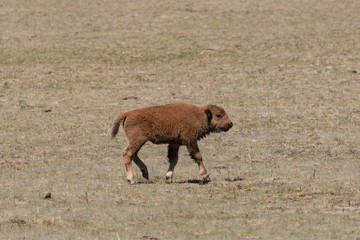Bison Calf
