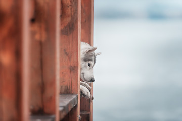 Portrait of a close-up dog Siberian Husky