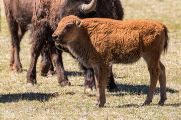 Bison Calf