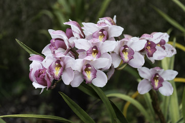 Orchidea, Orchid on madeira island