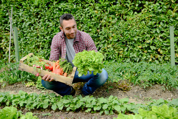 handsome young gardener growing organic bio vegetables