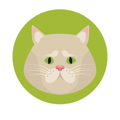 Cat muzzle color flat icon