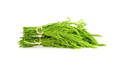 Climbing Wattle isolated on white background