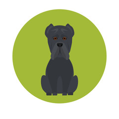Dog color flat icon