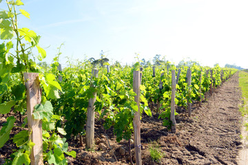 Fototapeta na wymiar Beautiful vineyards of Saint-Emilion and Pomerol, France