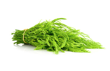 Climbing Wattle isolated on white background