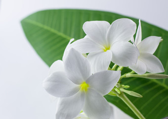  plumeria, nature, pretty aroma, aromatherapy, beautiful, beauty