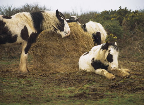Piebald Welsh ponies around a bale of hay, Lydstep Point, Pembrokeshire, Wales
