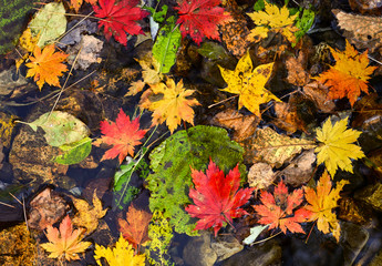 Naklejka na ściany i meble Fallen leaves, autumn maple, texture, multicoloured autumnal foliage