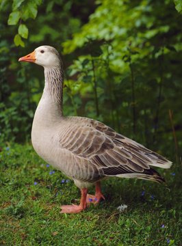 Goose, Godalming, Surrey, UK