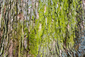 mossy tree bark 4