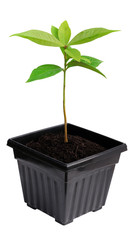 Young of rose apple isolated with clipping path.