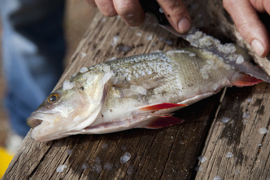 Close-up of man scraping scales of fish using knife