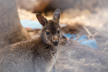 kangaroo close up