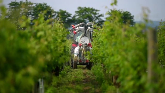 Worker on a tractor Spraying Pesticide on Grape Vines